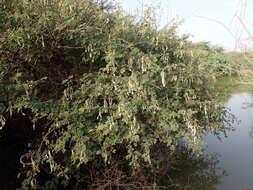 Sivun Vachellia nilotica subsp. adstringens (Schumach. & Thonn.) Kyal. & Boatwr. kuva