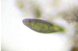 Image of Lepocinclis fusca