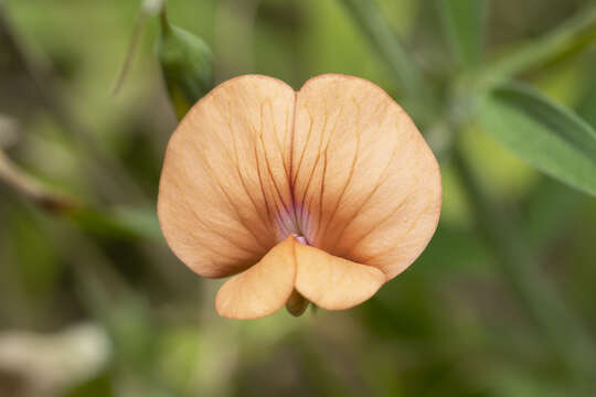 Imagem de Lathyrus blepharicarpus Boiss.