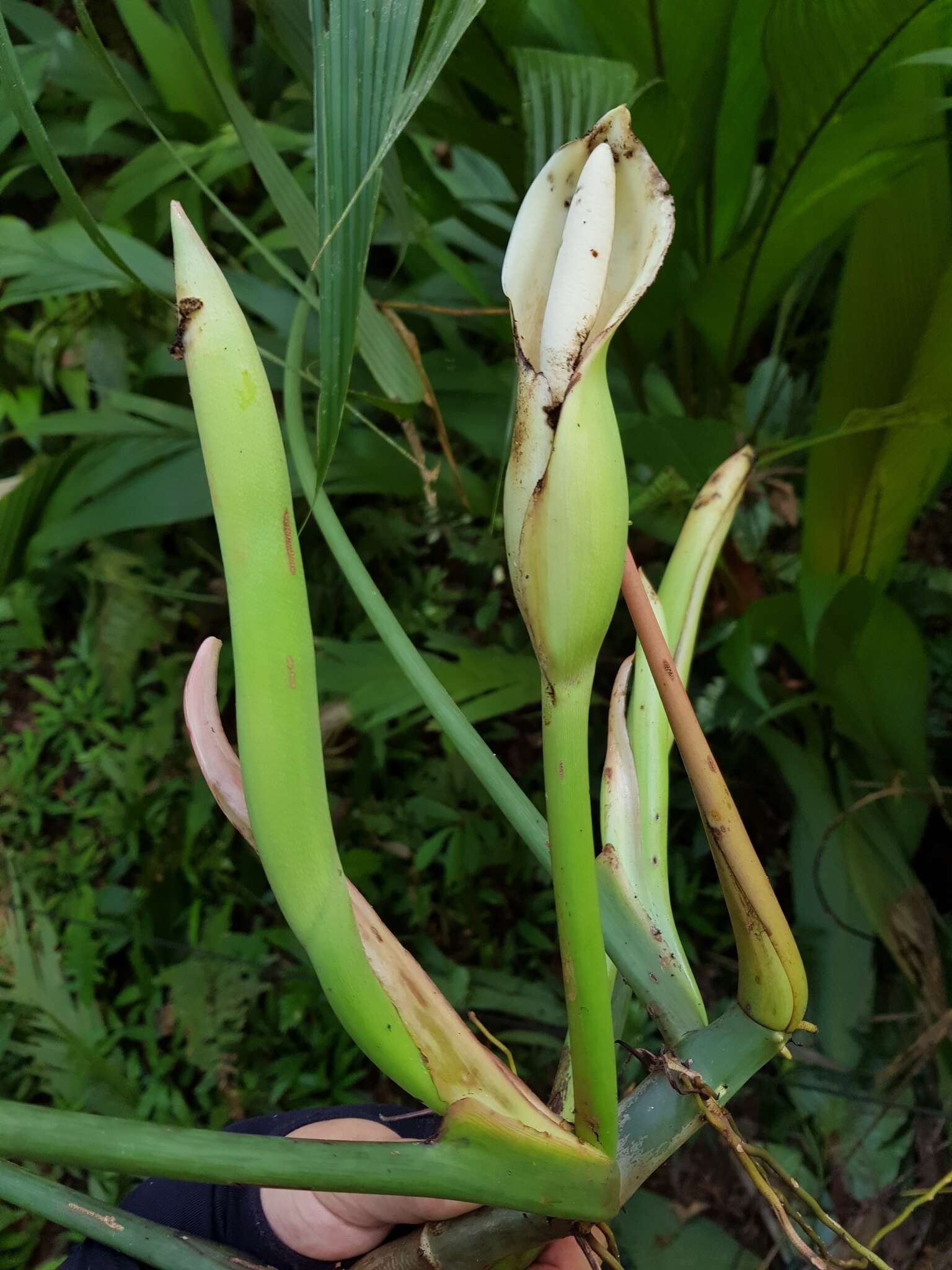 Philodendron tripartitum (Jacq.) Schott的圖片