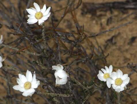 Image of Argentipallium obtusifolium (Sond.) P. G. Wilson