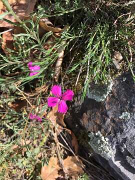 Слика од Dianthus deltoides L.