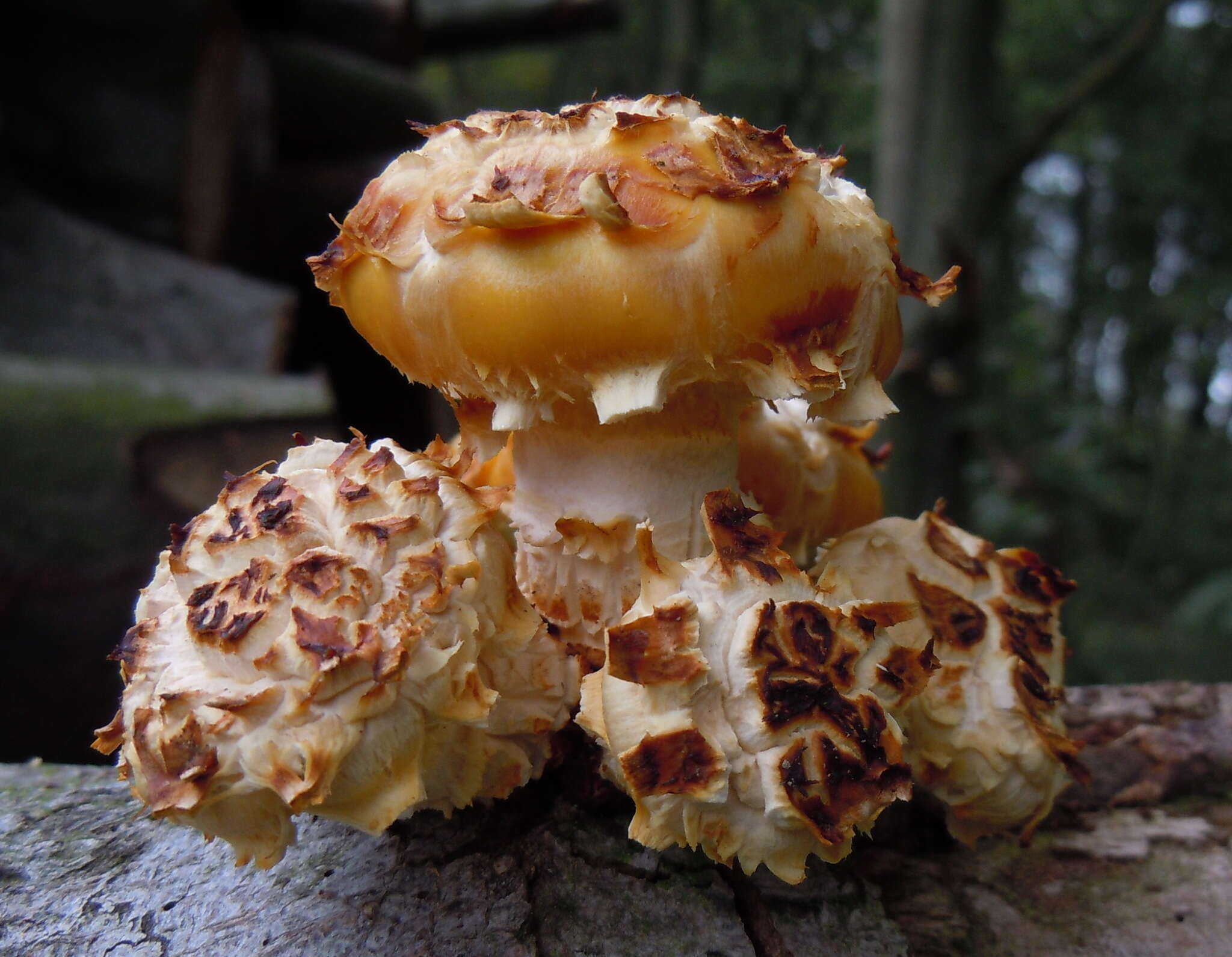 Image of Pholiota adiposa (Batsch) P. Kumm. 1871