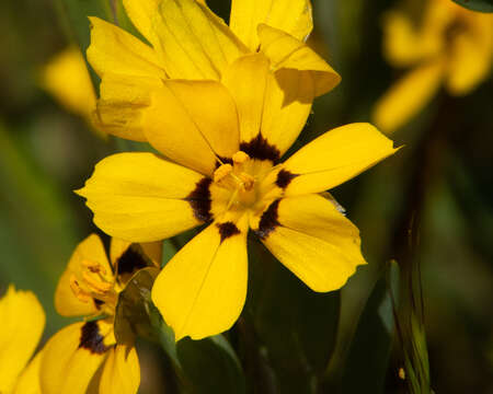 Image of Sisyrinchium graminifolium Lindl.