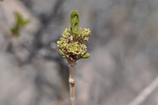 Image of single-leaf ash