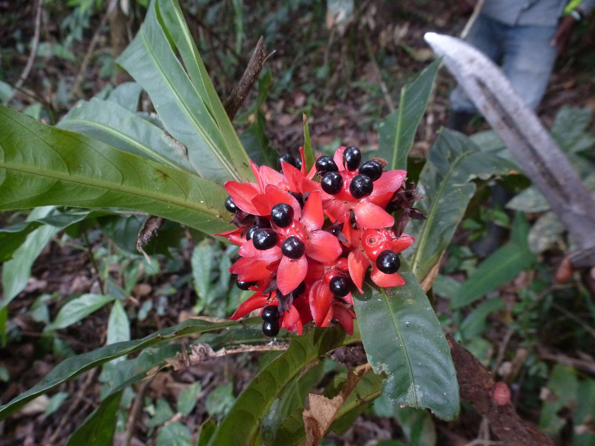 Image of Campylospermum duparquetianum (Baill.) Tiegh.