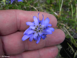 Image of Perezia pedicularidifolia Less.