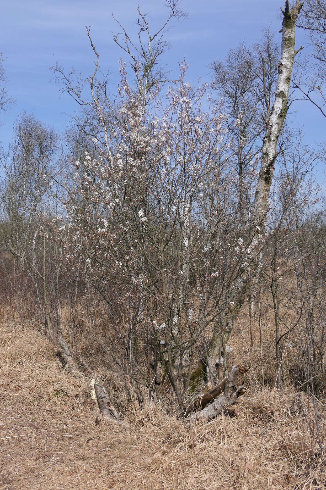 Image de Amelanchier lamarckii F. G. Schroed.