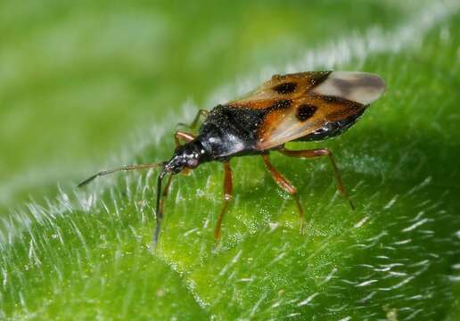 Image of Common flowerbug