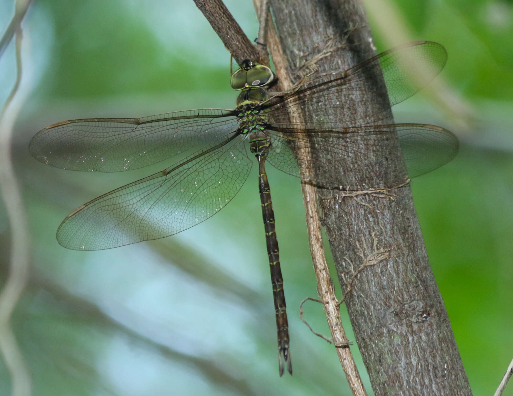 Image of Bar-sided Darner