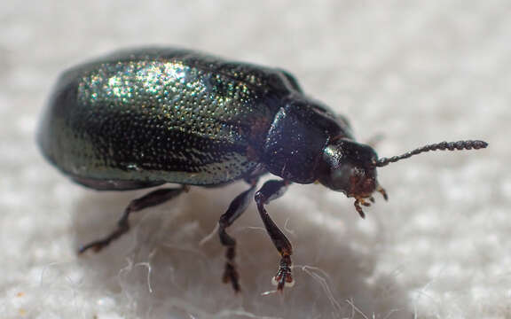 Plagiodera (Plagiomorpha) californica (Rogers 1856)的图像