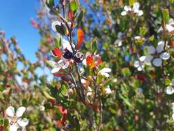 Sivun Leptospermum glaucescens S. Schauer kuva