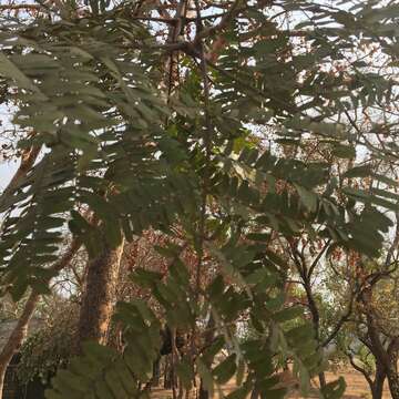 Image of African Locust Bean Tree