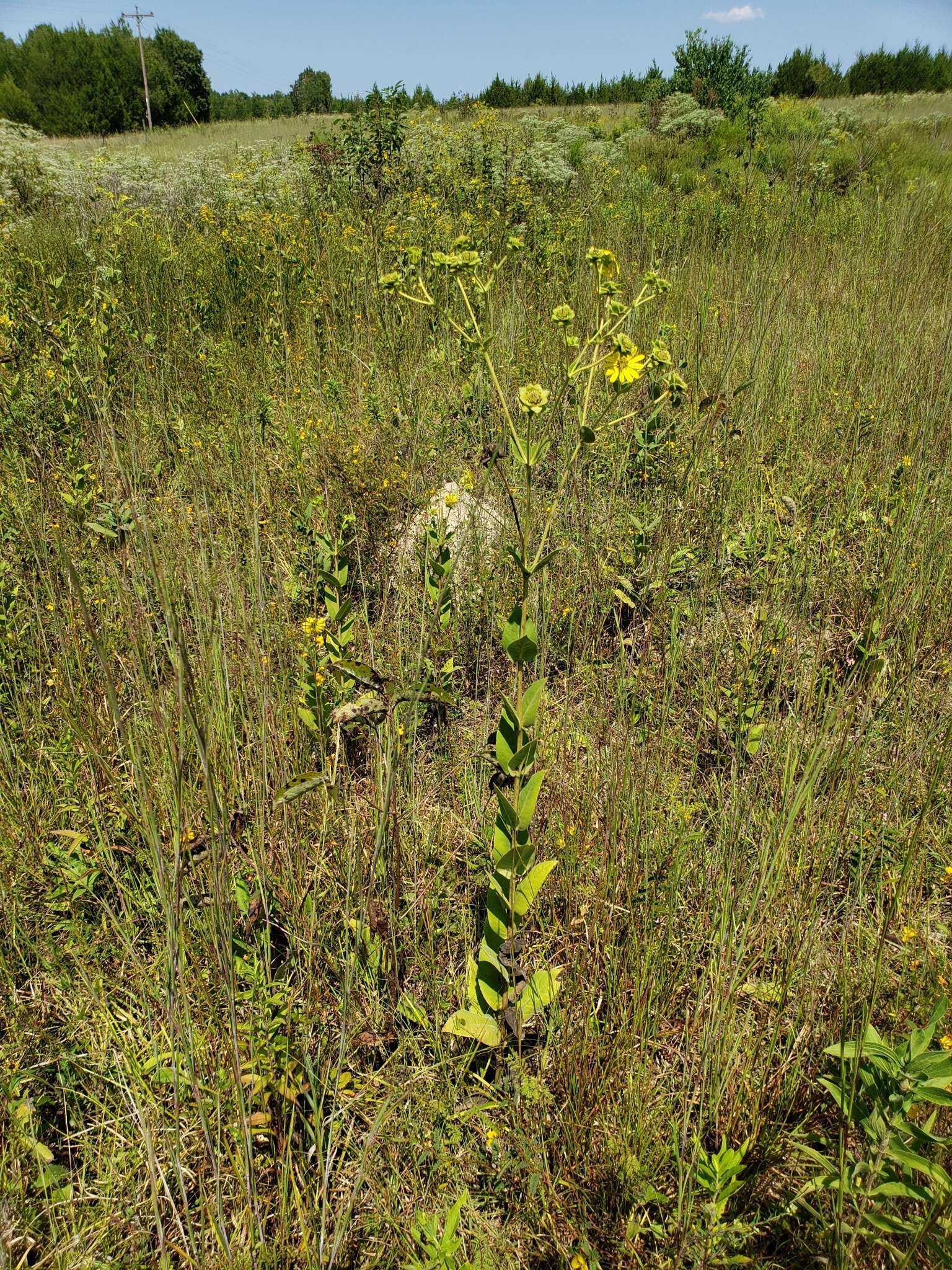 Image of Old Cahaba rosinweed