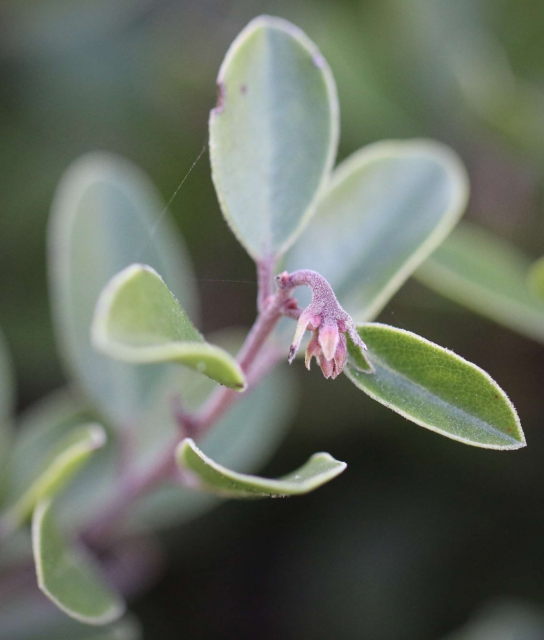 Image of Franciscan manzanita