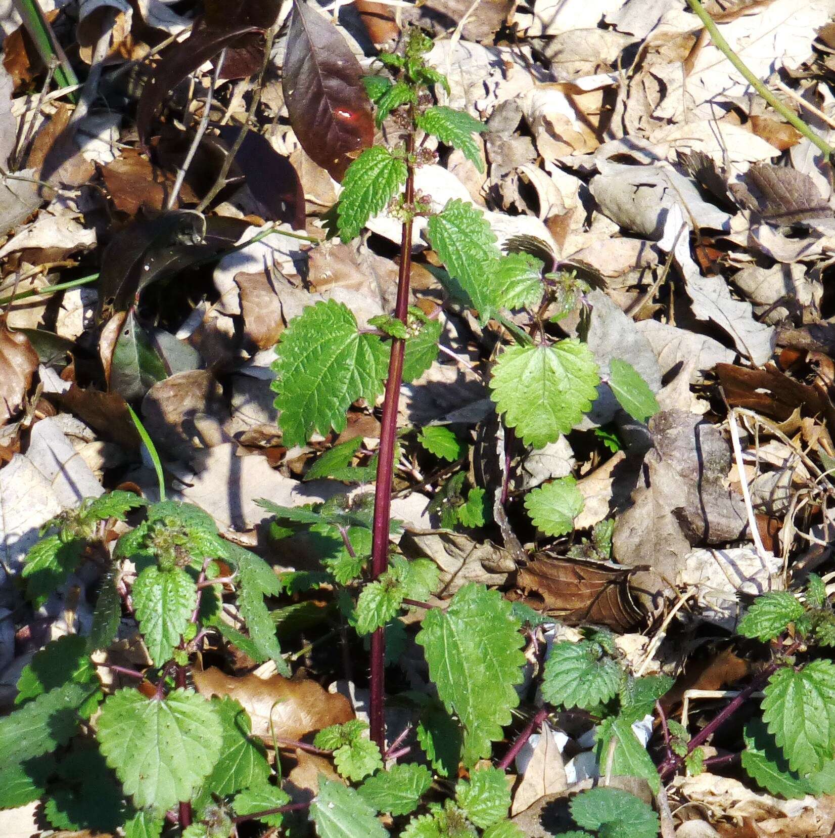 Image of heartleaf nettle