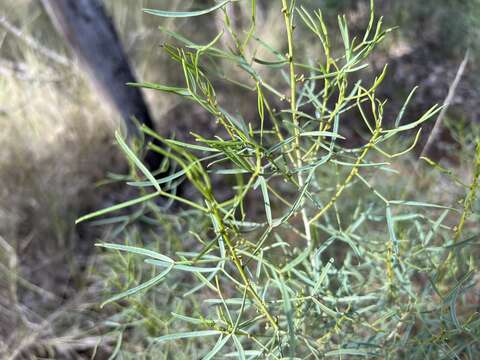 Image of Senna artemisioides subsp. zygophylla