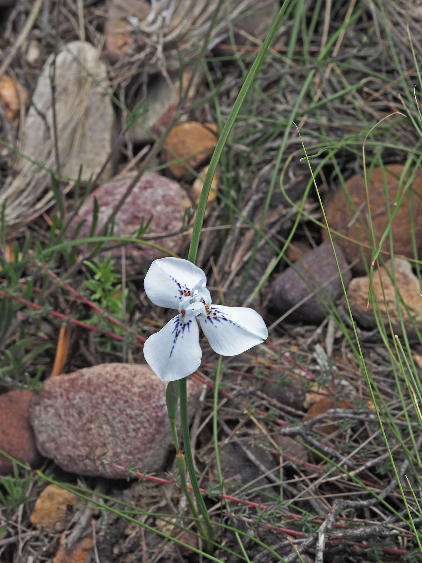 Moraea longiaristata Goldblatt resmi