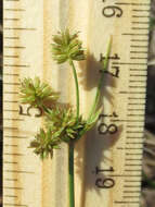 Image of pine barren flatsedge