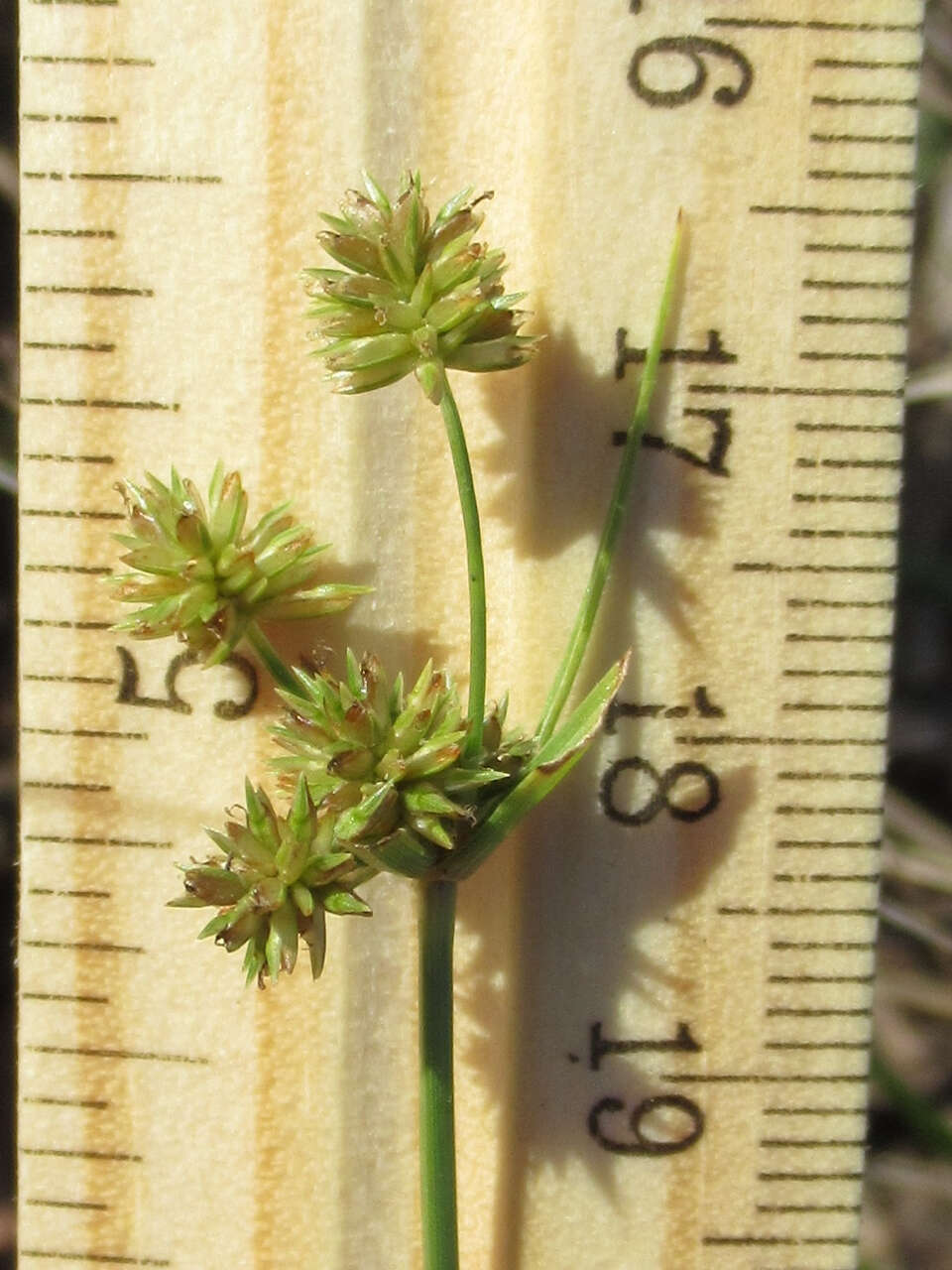 Image of pine barren flatsedge