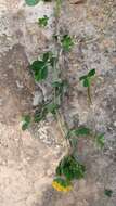 Image of Southern Bird's-foot-trefoil