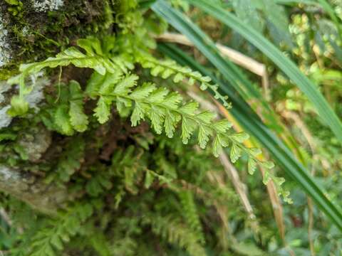 Vandenboschia auriculata (Bl.) Copel.的圖片