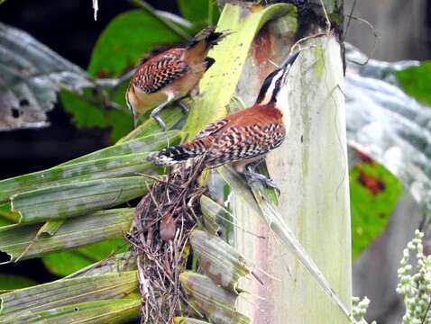 Image of Veracruz Wren