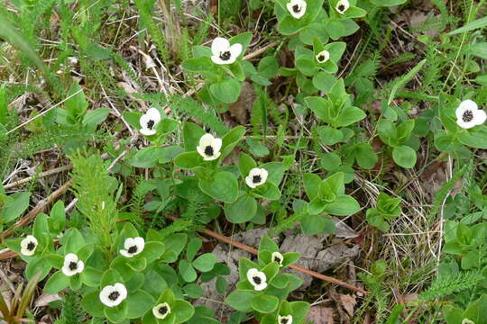 Image of Bunchberry