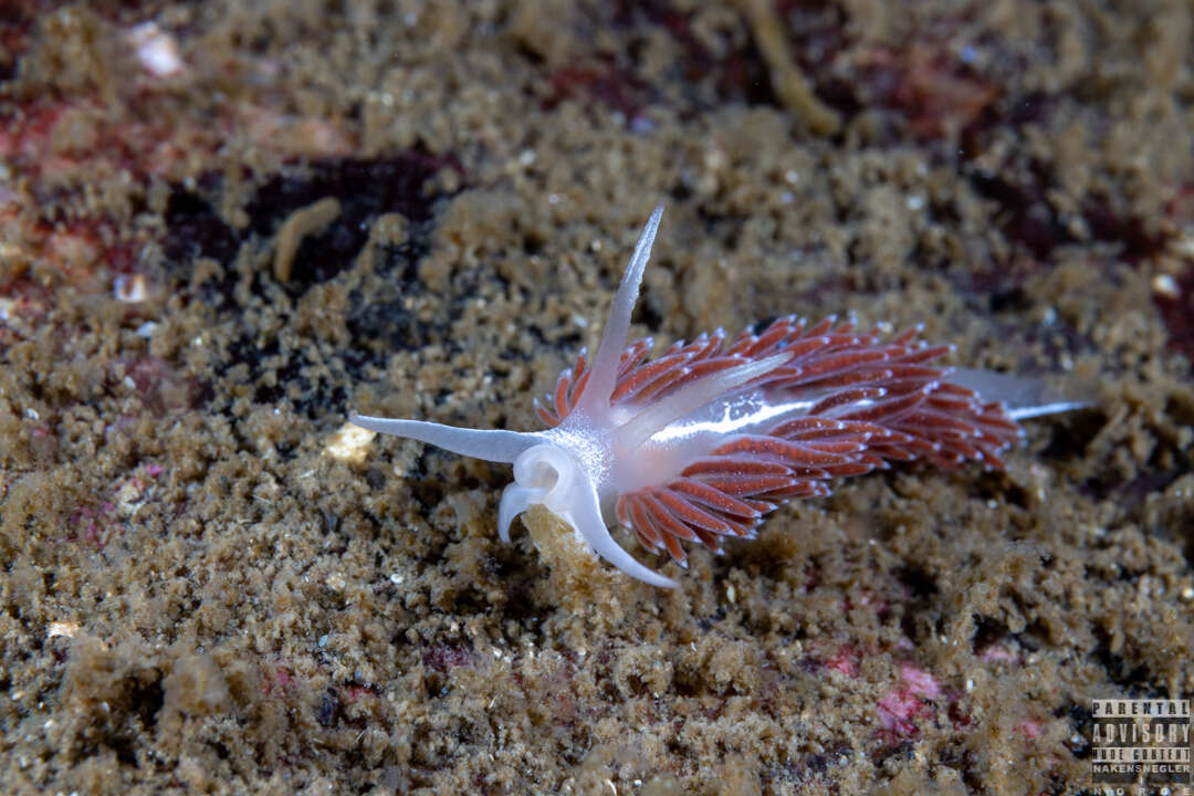 Coryphella monicae (Korshunova, Martynov, Bakken, Evertsen, Fletcher, Mudianta, Saito, Lundin, Schrödl & Picton 2017) resmi