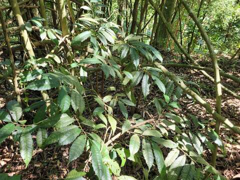 Image of Sorocea bonplandii (Baill.) Burger, Lanj. & Boer