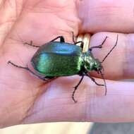 Imagem de Calosoma (Calosoma) schayeri Erichson 1842