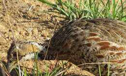 Imagem de Scleroptila shelleyi (Ogilvie-Grant 1890)