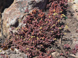 Image of Crassula atropurpurea var. muirii (Schönl.) G. D. Rowley