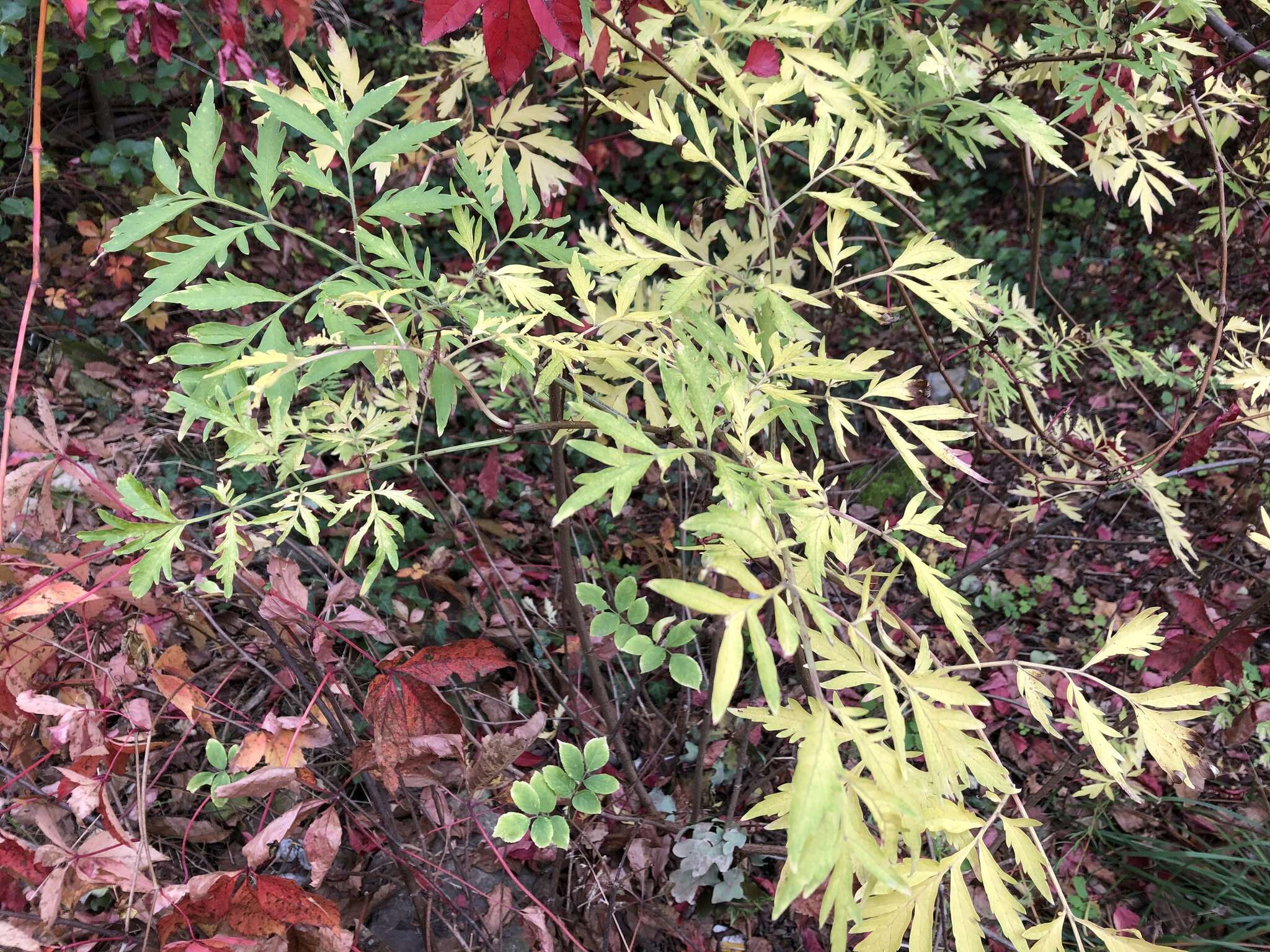 Imagem de Sambucus nigra L.