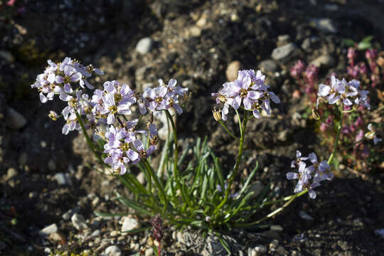 Image of arctic false wallflower