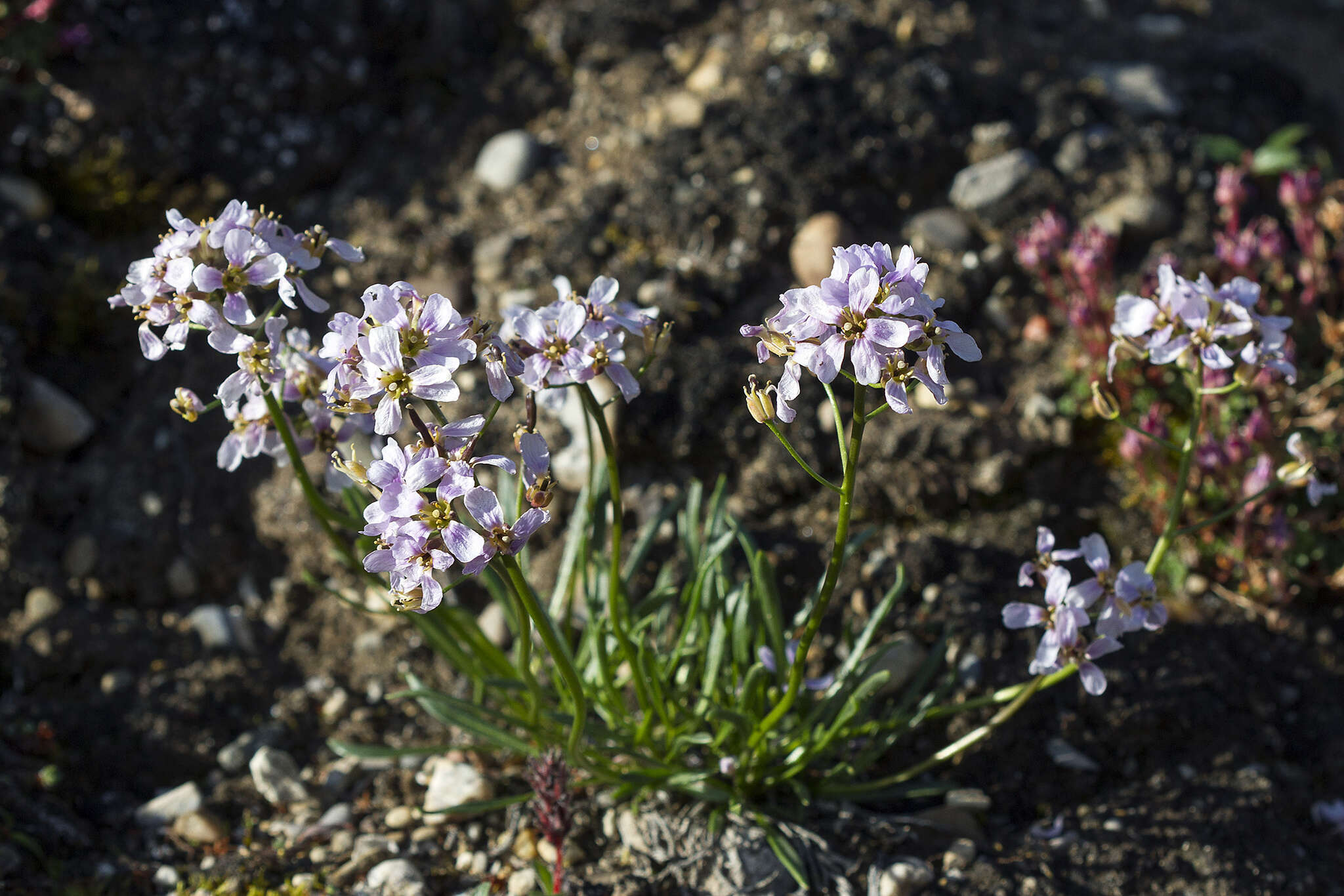 صورة Parrya arctica R. Br.