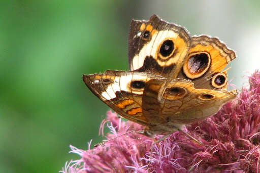 Image of Common buckeye