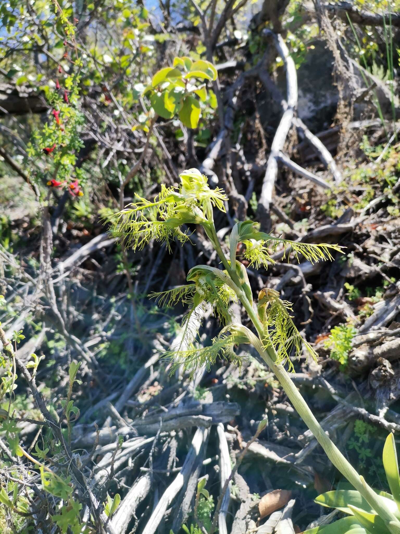 Image of Bipinnula plumosa Lindl.