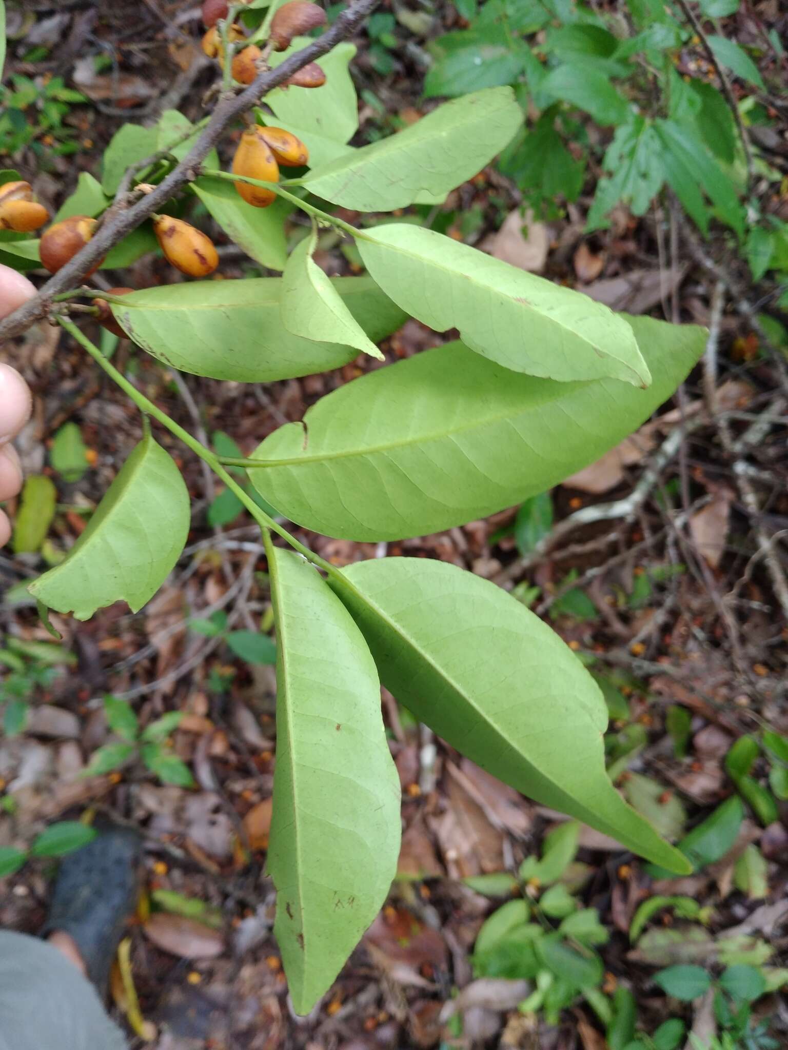 Image de Maytenus guyanensis Klotzsch ex Reissek