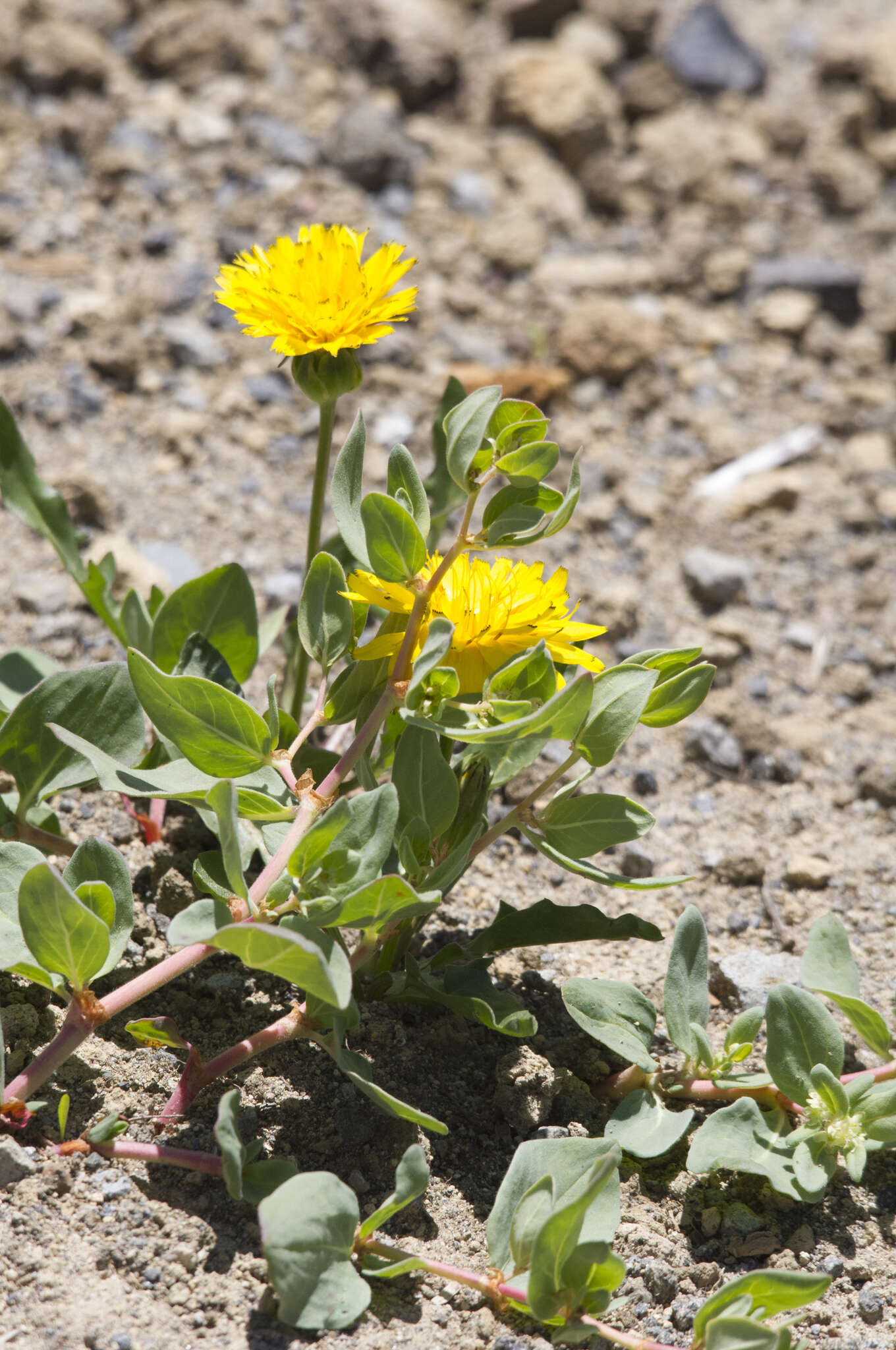 Agoseris glauca var. dasycephala (Torr. & A. Gray) Jepson resmi