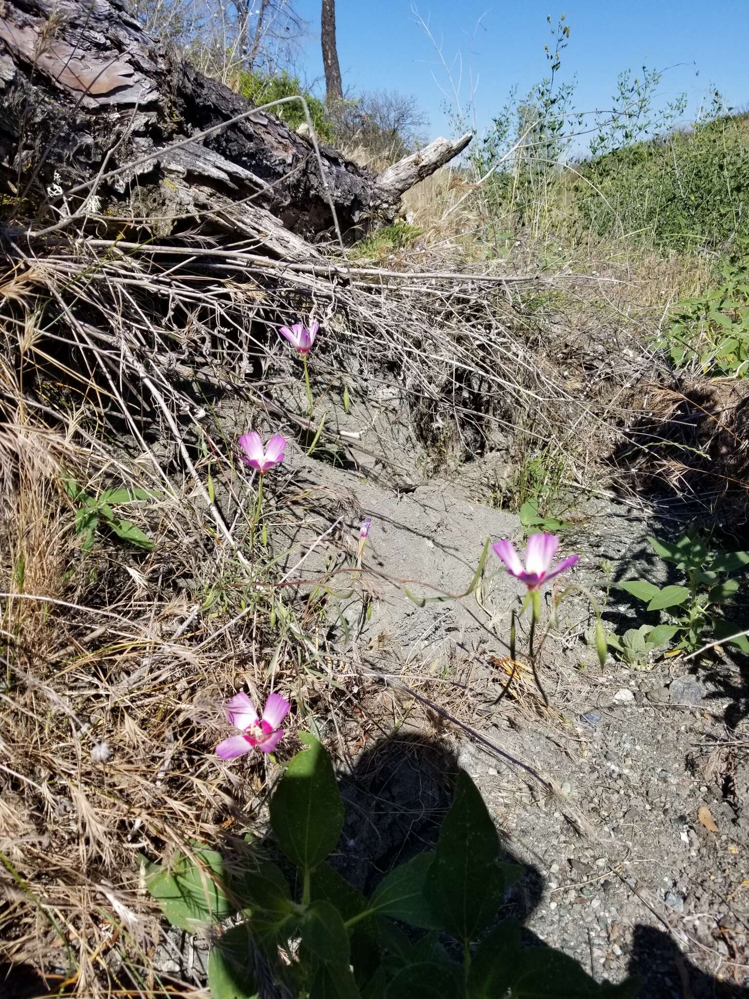 Imagem de Clarkia gracilis (Piper) A. Nels. & J. F. Macbr.