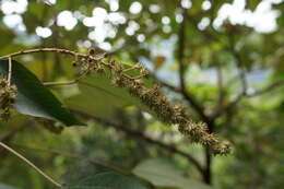 Image de Mallotus paniculatus (Lam.) Müll. Arg.