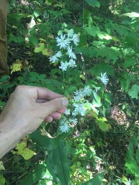 Image of Blue Ridge catchfly