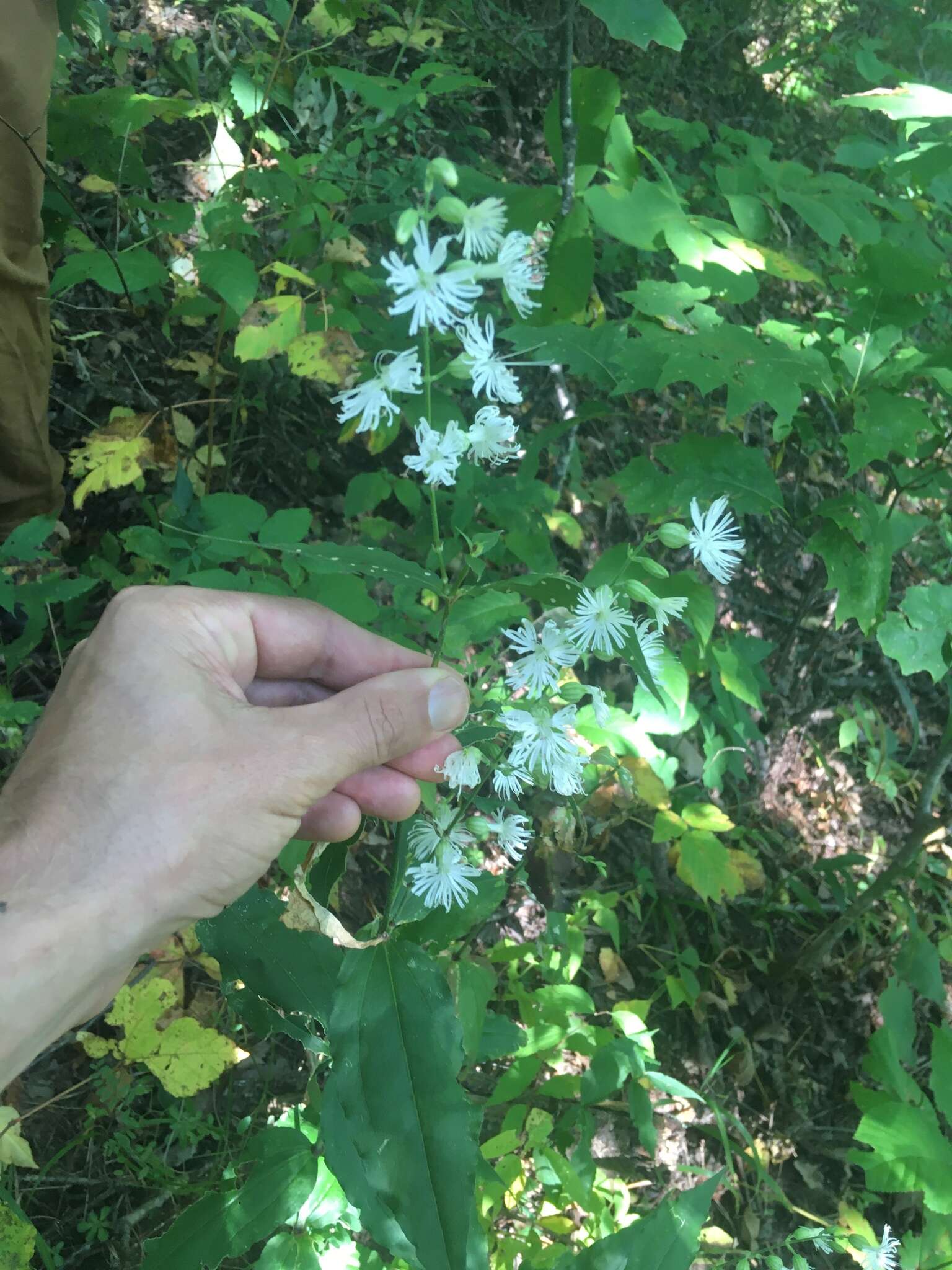 Image of Blue Ridge catchfly