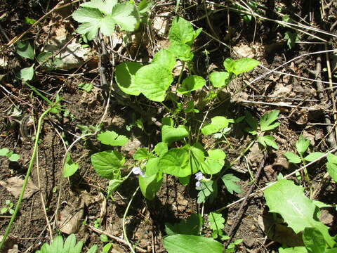 Image of Viola sacchalinensis H. Boiss.