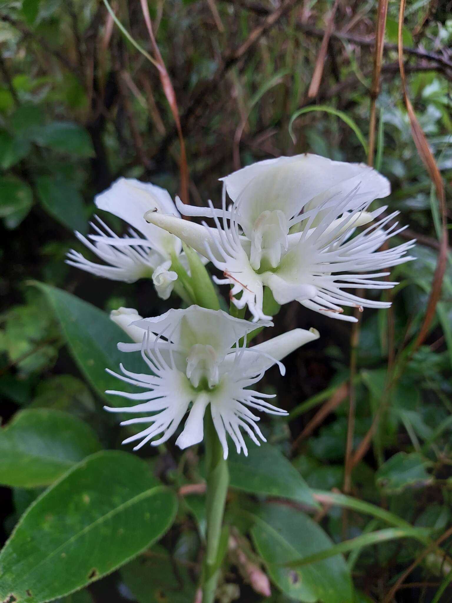 Image of Pecteilis gigantea (Sm.) Raf.