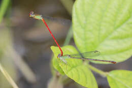 Image of Ceriagrion chaoi Schmidt 1964