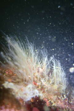 Image of glassy plume hydroid