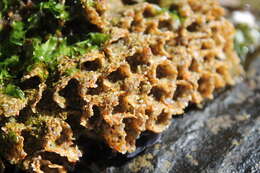 Image of honeycomb worm
