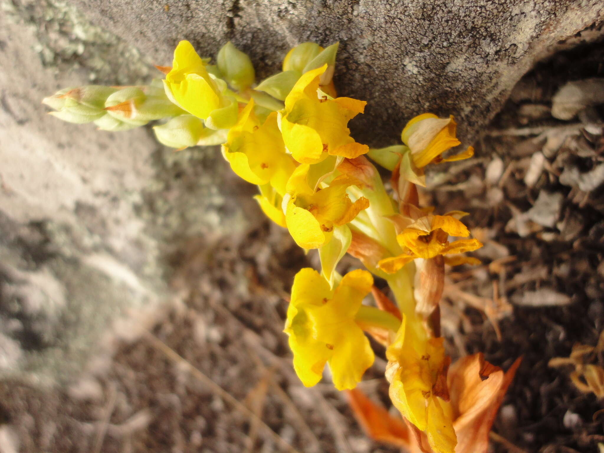 Image of Pterygodium caffrum (L.) Sw.